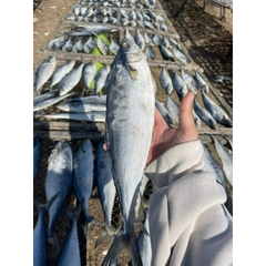 Khô Cá Bè Trang Vị Mặn 1kg