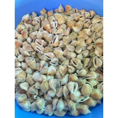 Ốc Nhảy size 40-60 con 1kg