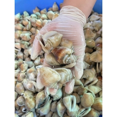 Ốc Nhảy size 40-60 con 1kg