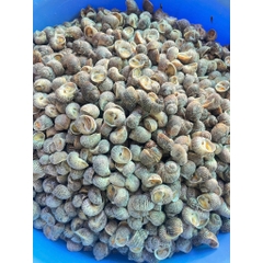 Ốc Bông size 100-200 con 1kg