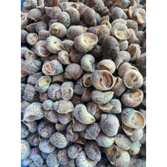 Ốc Bông size 100-200 con 1kg