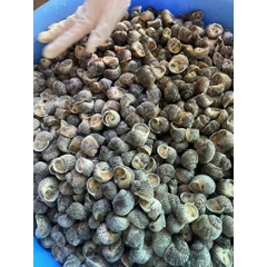 Ốc Bông size 100-200 con 1kg