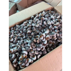 Ốc Mỡ size 200 con 1kg