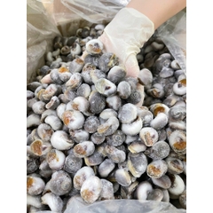 Ốc Mỡ size 200 con 1kg