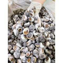 Ốc Mỡ size 200 con 1kg