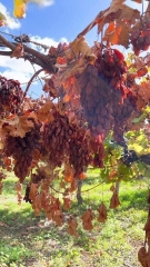 Nho khô nguyên cành Cluster hộp 500gr của Úc