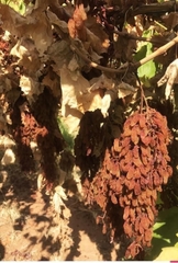 Nho khô nguyên cành Cluster hộp 500gr của Úc