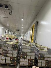 Chà là sấy dẻo nguyên cành Hosna 500gr
