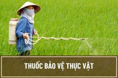Những hiểu biết cơ bản về thuốc bảo vệ thực vật