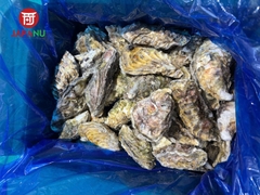 Hàu Nhật Miyagi nguyên vỏ - Chuẩn Sashimi