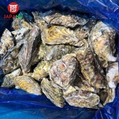 Hàu Nhật Miyagi nguyên vỏ - Chuẩn Sashimi