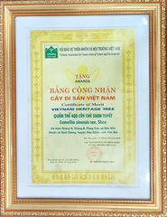 Bánh trà - Thập Trà Long Đỉnh