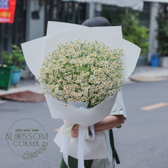 Cúc Tana – Dịu Dàng Như Ánh Sáng Ban Mai, Gói Trọn Một Ngày Bình Yên