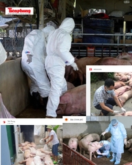 Phòng chống dịch tả lợn châu Phi