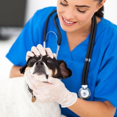 Găng tay dùng 1 lần không mùi, không vị, không bột, không dính, bám tay hơn, dai hơn, cảm ứng  4gram 9inch 240mm, (hộp 100 cái)