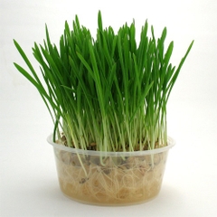 Cỏ Mèo Tươi Hỗ Trợ Tiêu Hóa Và Thúc Đẩy Búi Lông Cho Mèo - 3Fstore Vietnam