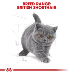 Hạt Cho Mèo Anh Lông Ngắn Royal Canin British Shorthair Kitten - Mèo Con