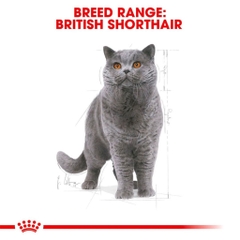 Hạt Cho Mèo Anh Lông Ngắn Trưởng Thành: Royal Canin British Shorthair Adult