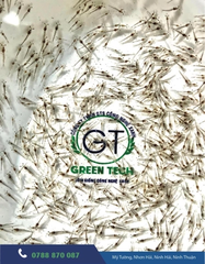 Tôm thẻ giống Ninh Thuận | Green Tech - Tôm Giống Công Nghệ Cao