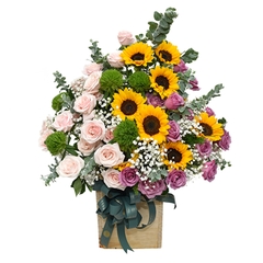 Chậu hoa hồng môn hướng dương
