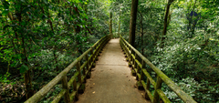 Group Tour to Cuc Phuong National Park: Full Day Adventure Amid  Nature