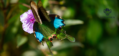 Group Tour to Cuc Phuong National Park: Full Day Adventure Amid  Nature