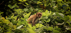 Group Tour to Cuc Phuong National Park: Full Day Adventure Amid  Nature