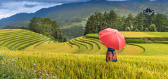 Group Tour: Sapa Trekking 2 Days 1 Night from Hanoi | Unforgettable  Adventure