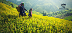 Group Trekking Tour: Sapa 3 Days 2 Nights from Hanoi | Discover Authentic Highland Beauty