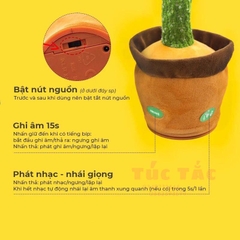 Xương rồng(100 bộ/thùng)