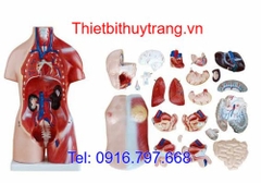 Mô Hình Giải Phẫu Người Bán Thân 45 Cm Lưỡng Tính 23 Phần