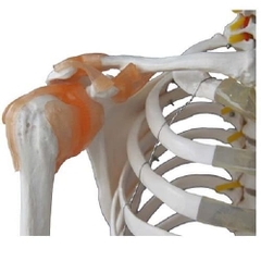 Mô hình hệ xương người kích thước thật có cơ và dây chằng cao 180cm /Mô hình hệ xương người kích thước thật có sơn cơ và dây chằng /MÔ HÌNH BỘ XƯƠNG NGƯỜI 180CM SƠN CƠ VÀ DÂY CHẰNG -101A /Skeleton with Muscles and Ligaments 180cm Tall - 101A China