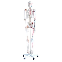 Mô hình hệ xương người kích thước thật có cơ và dây chằng cao 180cm /Mô hình hệ xương người kích thước thật có sơn cơ và dây chằng /MÔ HÌNH BỘ XƯƠNG NGƯỜI 180CM SƠN CƠ VÀ DÂY CHẰNG -101A /Skeleton with Muscles and Ligaments 180cm Tall - 101A China
