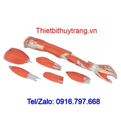 Mô Hình Giải Phẫu Cánh Tay Cơ Bắp 6 Phần 3B Scientific 1000015