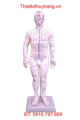 MÔ HÌNH CHÂM CỨU HUYỆT ĐẠO TOÀN THÂN NAM 50CM