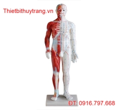 MÔ HÌNH CHÂM CỨU HUYỆT VỊ CƠ BẮP NAM 60CM