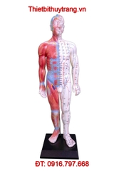 MÔ HÌNH CHÂM CỨU VÀ CƠ BẮP NGƯỜI TOÀN THÂN 55CM TT-517A