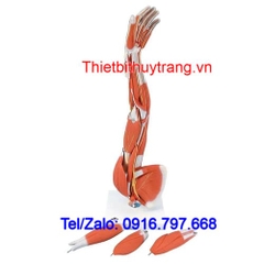 Mô Hình Giải Phẫu Cánh Tay Cơ Bắp 6 Phần 3B Scientific 1000015