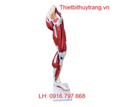 MÔ HÌNH CƠ BẮP CHÂN NGƯỜI 13 PHẦN TT337