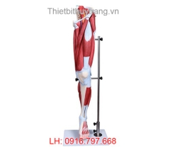 MÔ HÌNH CƠ BẮP CHÂN NGƯỜI 13 PHẦN TT337