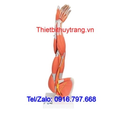 Mô Hình Giải Phẫu Cánh Tay Cơ Bắp 6 Phần 3B Scientific 1000015