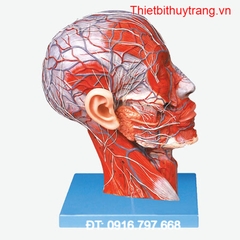 MÔ HÌNH CƠ MẠCH MÁU ĐẦU CỔ GD/A18210