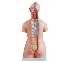 Mô hình cơ thể người 85cm 23 phần- Mô hình cấu tạo cơ thể người 85cm 23 phần