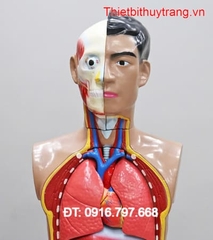 MÔ HÌNH GIẢI PHẪU CƠ THỂ NGƯỜI CÓ NỘI TẠNG BÁN THÂN 82CM