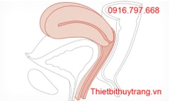 MÔ HÌNH ĐÀO TẠO KHÁM CỔ TỬ CUNG CHƯA SINH LIMBS & THINGS 60920