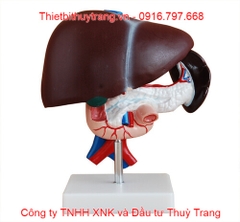 MÔ HÌNH GAN VỚI TUỴ LÁ LÁCH TÁ TRÀNG
