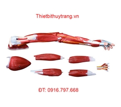 MÔ HÌNH CƠ BẮP CÁNH TAY KÍCH THƯỚC THẬT 7 PHẦN