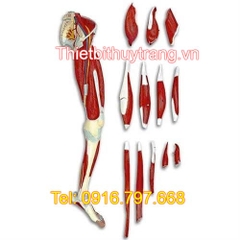 MÔ HÌNH GIẢI PHẪU HỆ CƠ XƯƠNG KHỚP CHI DƯỚI LA00131 NASCO