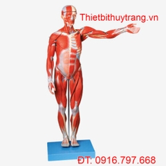 MÔ HÌNH GIẢI PHẪU CƠ BẮP CƠ THỂ NGƯỜI TOÀN THÂN 78CM GD/A11302/1