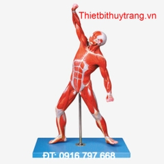 MÔ HÌNH GIẢI PHẪU CƠ BẮP TOÀN THÂN NAM GIỚI GD/A11303